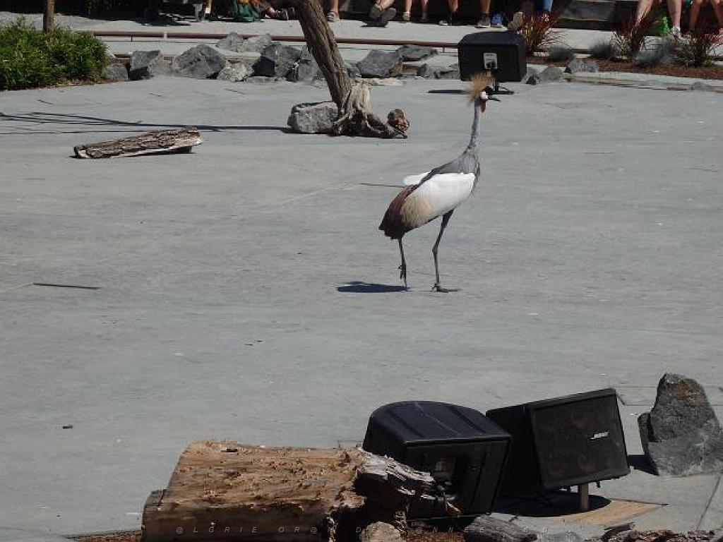 101PARC AUX OISEAUX DANS L AIN 2016 3_000036.jpg